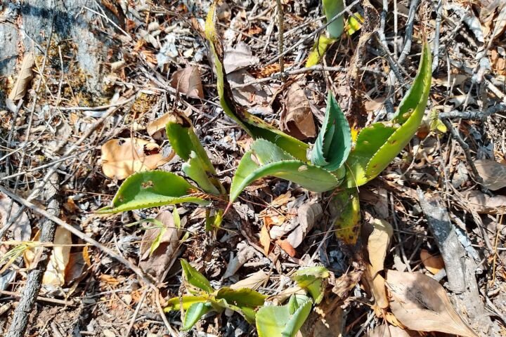Agave