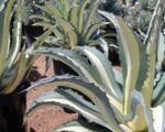 Agáva americká ‘Mediopicta Alba’ (Agave americana ‘Mediopicta Alba’)