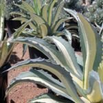 Agáva americká ‘Mediopicta Alba’ (Agave americana 'Mediopicta Alba') – fotografia rastliny