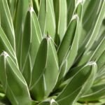 Agáva Viktóriina (Agave victoriae 'Reginae') – fotografia rastliny