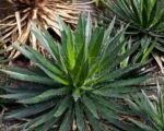 Agáva vláknitá (Agave filifera) – pestovanie a starostlivosť