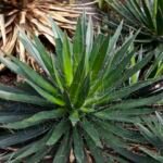 agáva vláknitá (Agave filifera) – fotografia rastliny