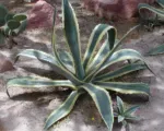 He century pla (Agave americana) care guide