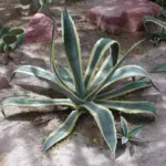 he century pla (Agave americana) – in a garden setting, plant photo