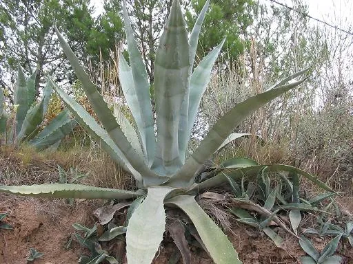 Agave américain (Agave americana) – typisches Erscheinungsbild, Pflanzenfoto