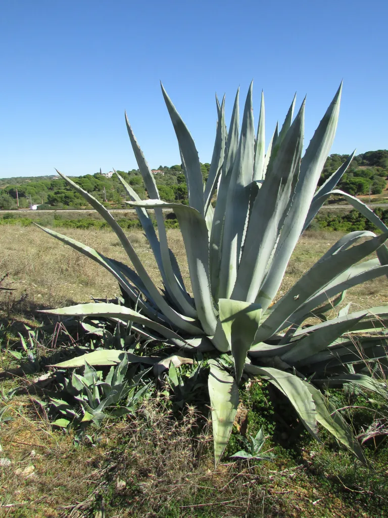 Agave américain (Agave americana) – natürliche Wuchsform, Pflanzenfoto