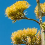 he century pla (Agave americana) – plant photo