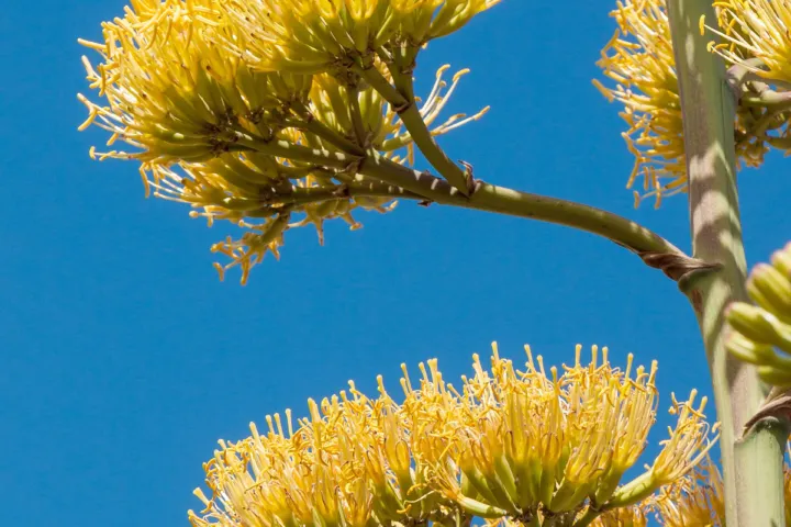 Agave americana