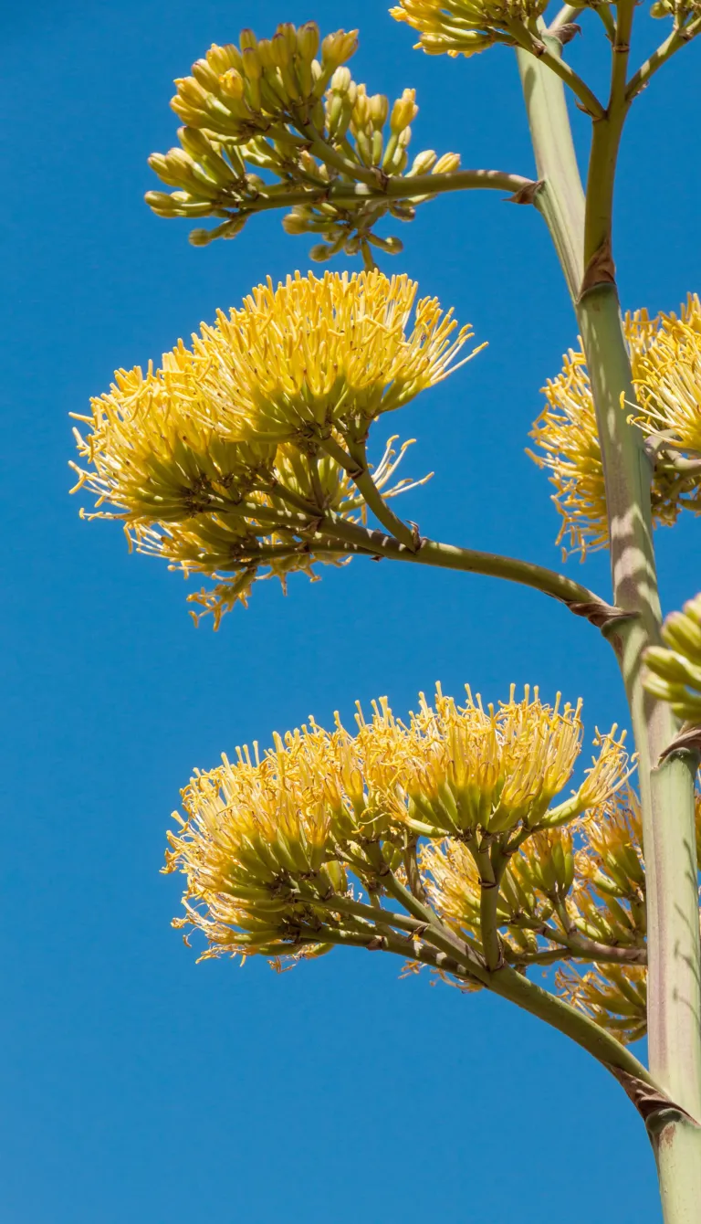 he century pla (Agave americana) – flowers in close-up, plant photo