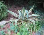 Marginata (Agave americana ‘Marginata’)