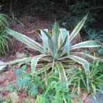 Agave americana 'Marginata' – fotografia rastliny