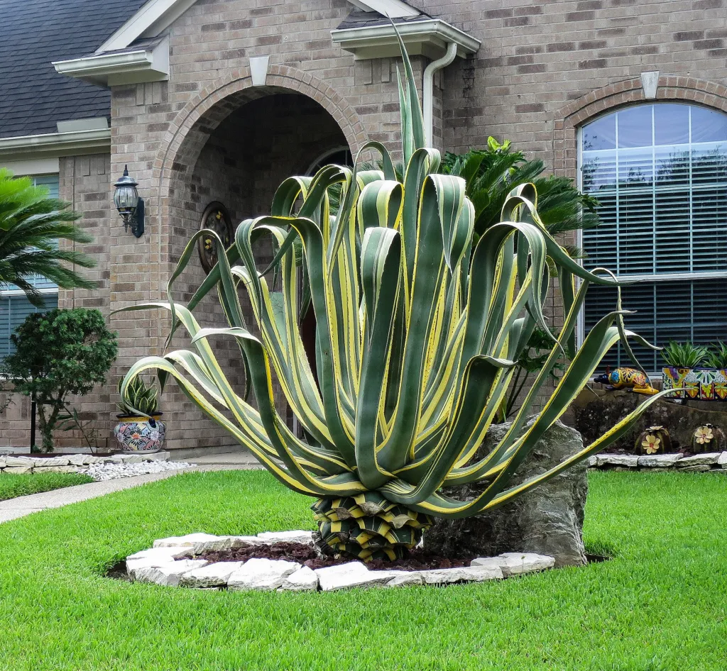 Marginata (Agave americana ‘Marginata’) (Agave americana 'Marginata') – flowers in