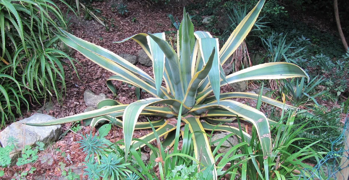 Agave americana 'Marginata' – plant photo