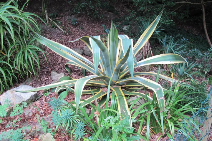 Agave americana 'Marginata'