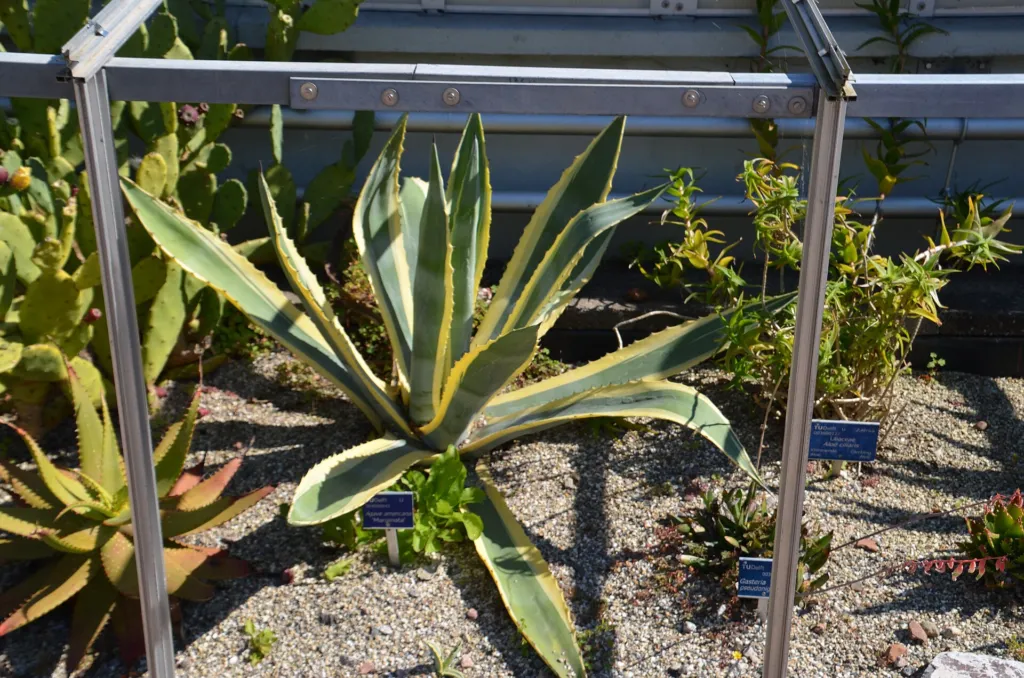 Marginata (Agave americana ‘Marginata’) (Agave americana 'Marginata') – in a garden