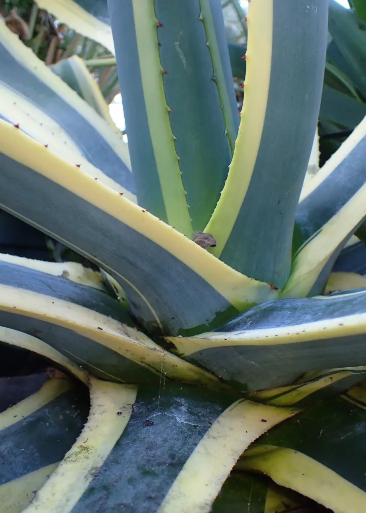 Marginata (Agave americana ‘Marginata’) (Agave americana 'Marginata') – in a garden