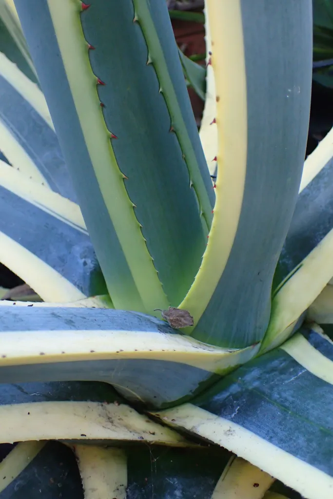 Marginata (Agave americana ‘Marginata’) (Agave americana 'Marginata') – in a garden