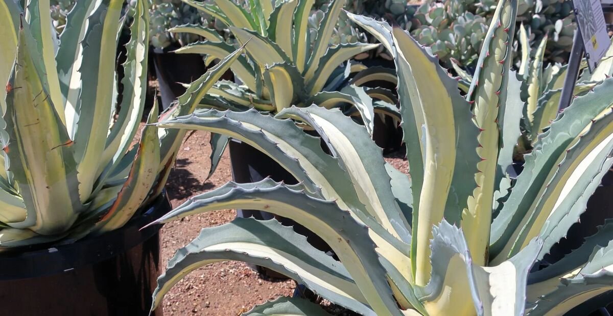 Agave americana 'Mediopicta Alba' – Pflanzenfoto