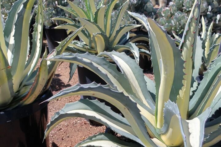 Agave americana 'Mediopicta Alba'