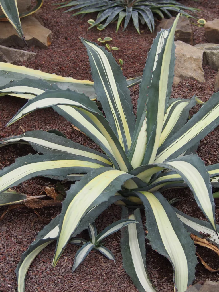 Agave americana 'Mediopicta Alba' – typisches Erscheinungsbild, Pflanzenfoto