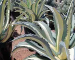 Mediopicta Alba (Agave americana ‘Mediopicta Alba’)