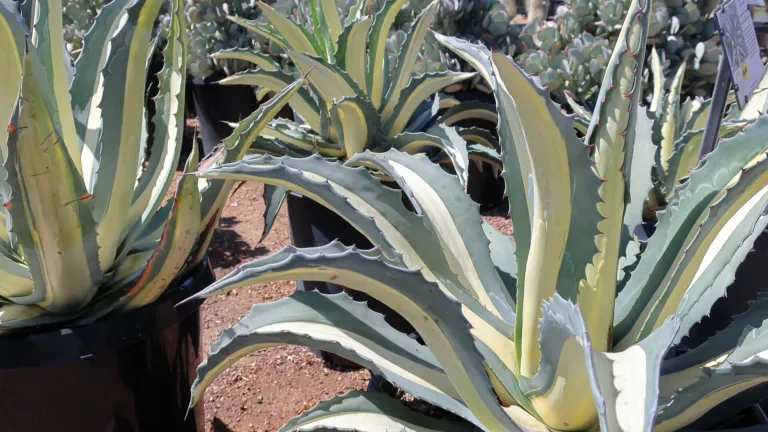 Mediopicta Alba (Agave americana ‘Mediopicta Alba’) (Agave americana 'Mediopicta