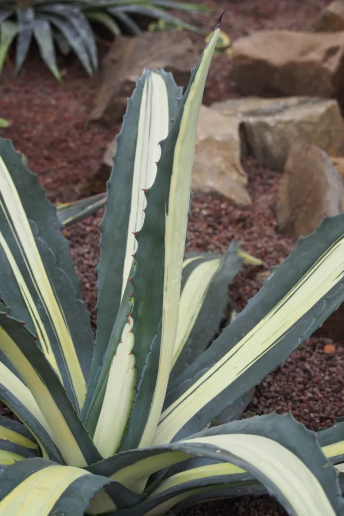 Agave americana 'Mediopicta Alba' – typisches Erscheinungsbild, Pflanzenfoto