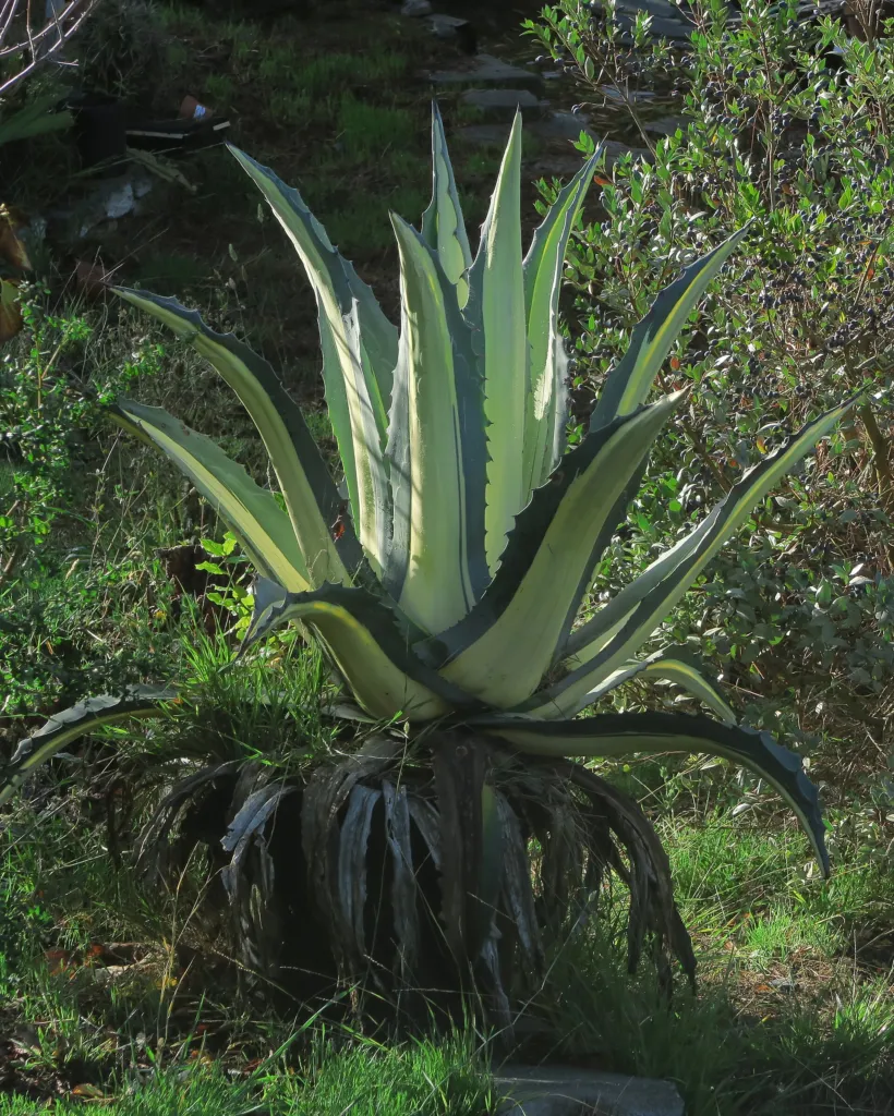 Agave americana 'Mediopicta Alba' – Blätter und Triebe, Pflanzenfoto