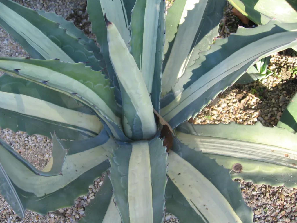 Agave americana 'Mediopicta Alba' – typisches Erscheinungsbild, Pflanzenfoto