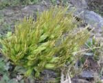 Agave angustifolia – Pflege