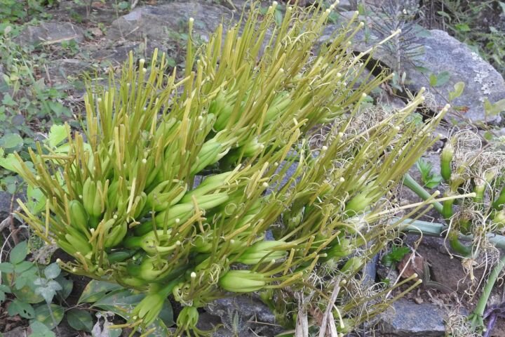 Agave angustifolia