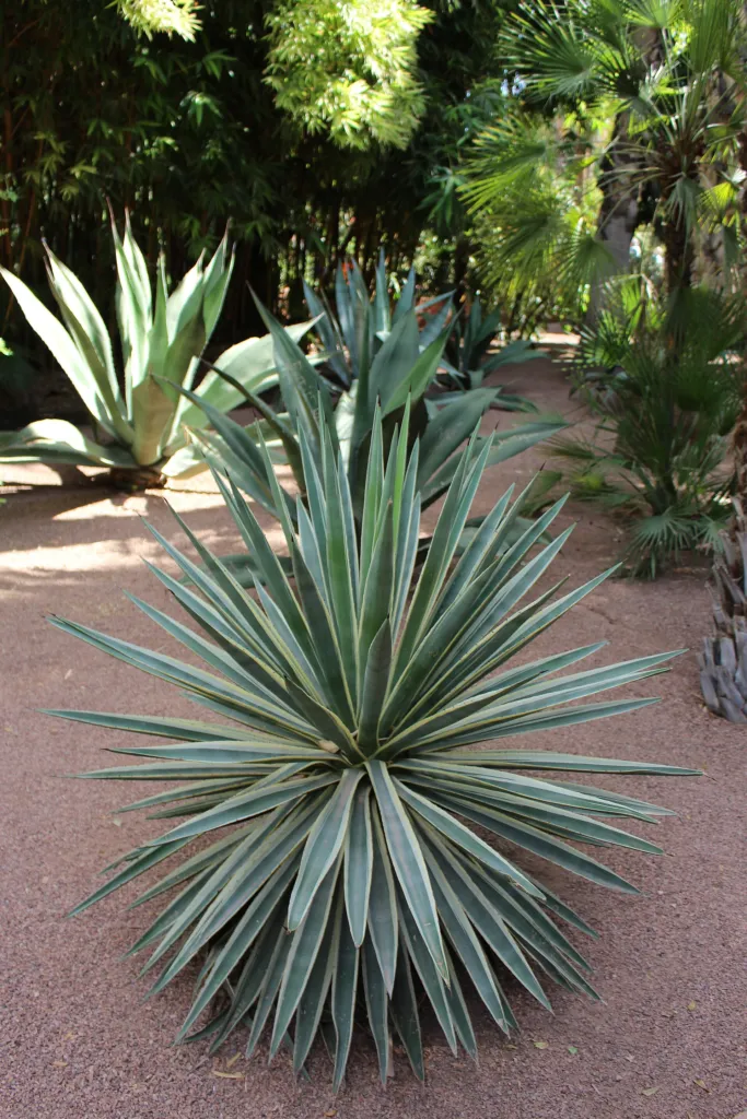 Agave angustifolia – (Agave angustifolia) – im Garten, Pflanzenfoto
