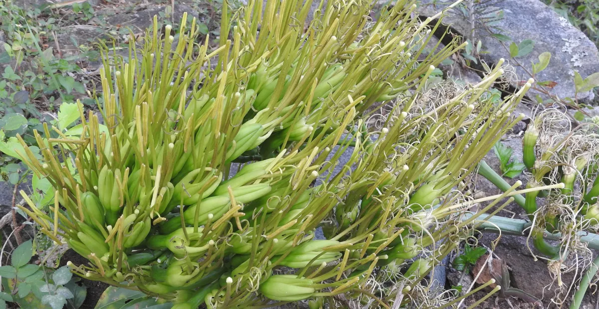 Caribbean Century Plant (Agave angustifolia) – plant photo