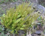 Caribbean Century Plant (Agave angustifolia) care guide