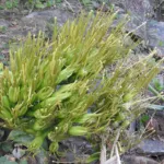 Caribbean Century Plant (Agave angustifolia) – plant photo