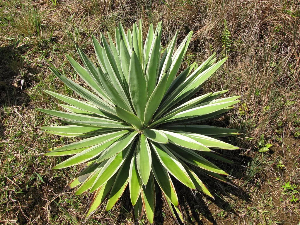 Agave angustifolia – (Agave angustifolia) – im Garten, Pflanzenfoto