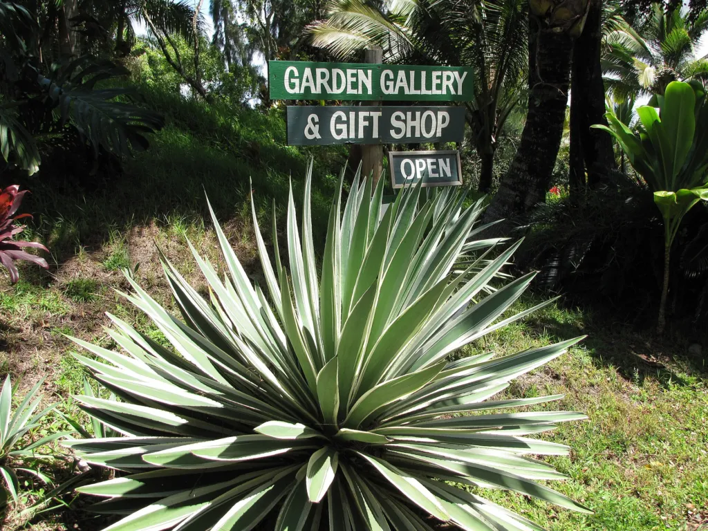 Agave angustifolia – (Agave angustifolia) – im Garten, Pflanzenfoto