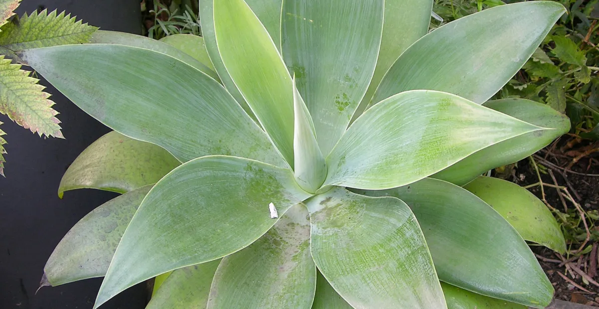 Drachenbaum-Agave (Agave attenuata) – Pflanzenfoto