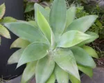 Swan’s neck agave (Agave attenuata) care guide