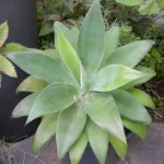 Swan's neck agave (Agave attenuata) – in a garden setting, plant photo