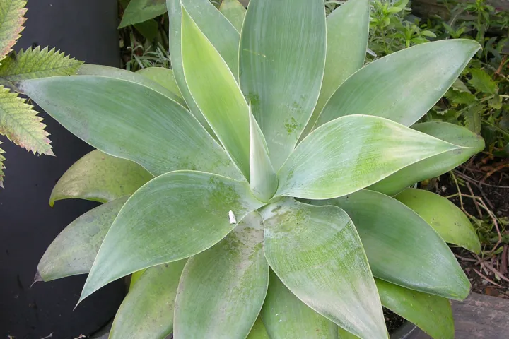 Agave attenuata