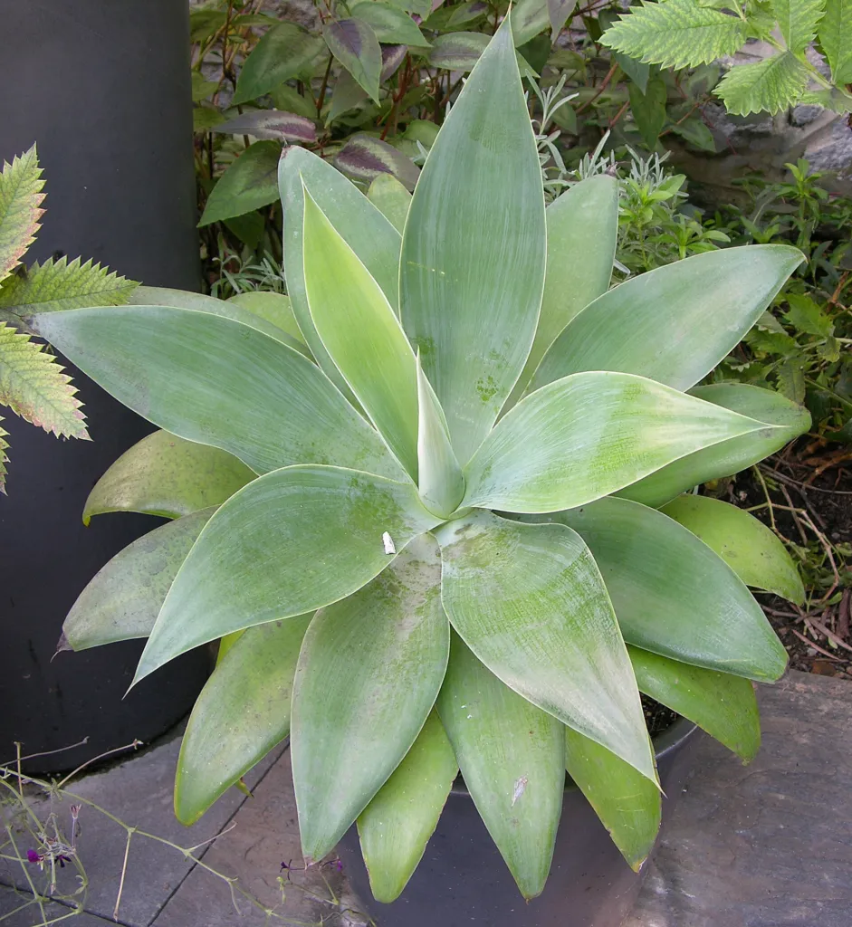 Drachenbaum-Agave (Agave attenuata) – Pflanzenfoto