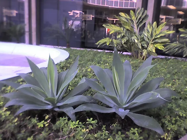 Drachenbaum-Agave (Agave attenuata) – typisches Erscheinungsbild, Pflanzenfoto