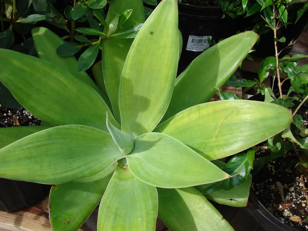 Drachenbaum-Agave (Agave attenuata) – natürliche Wuchsform, Pflanzenfoto