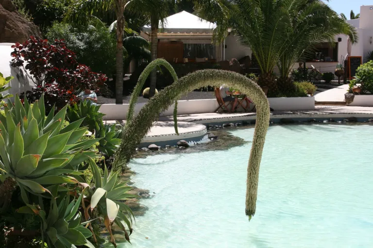 Swan's neck agave (Agave attenuata) – characteristic appearance, plant photo