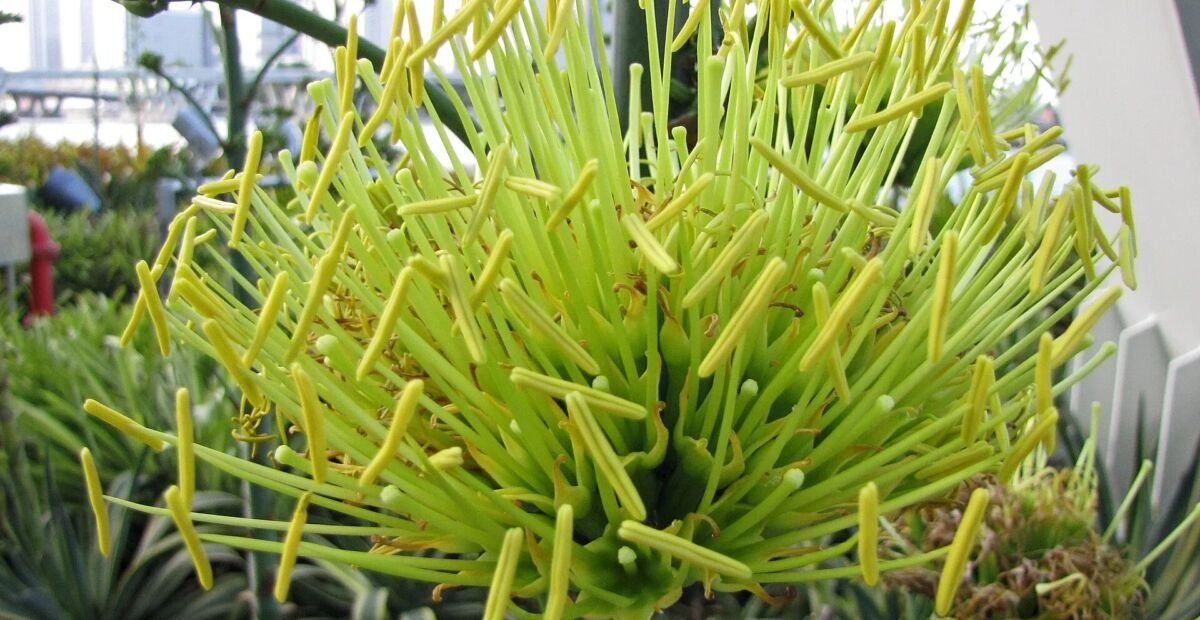 Agave desmettiana 'Variegata' – Pflanzenfoto