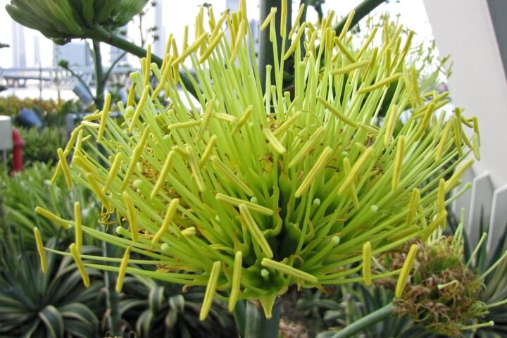 Agave desmettiana 'Variegata'