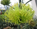 Variegata (Agave desmettiana ‘Variegata’)
