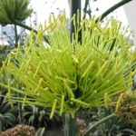 Variegata (Agave desmettiana ‘Variegata’) (Agave desmettiana 'Variegata') – plant photo