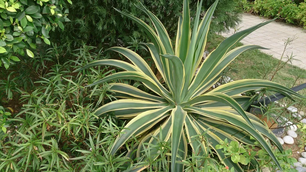 Agave desmettiana 'Variegata' – typisches Erscheinungsbild, Pflanzenfoto